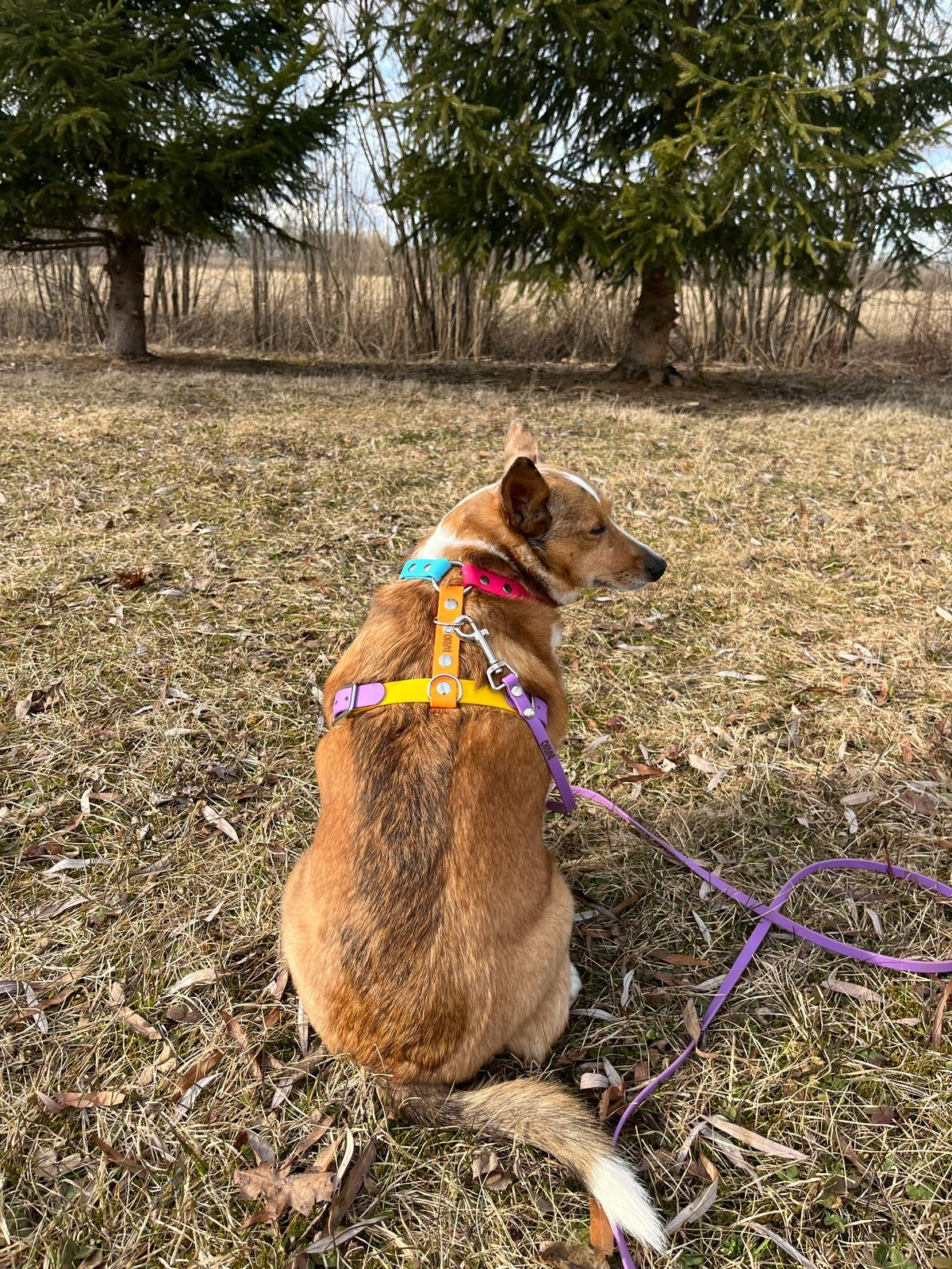Made-to-measure harness