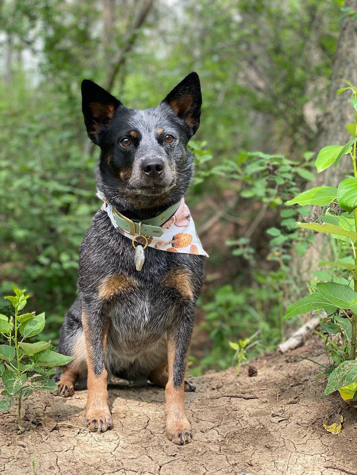 ARDA - ✹Oromë✹ accessoires sur-mesure pour chiens