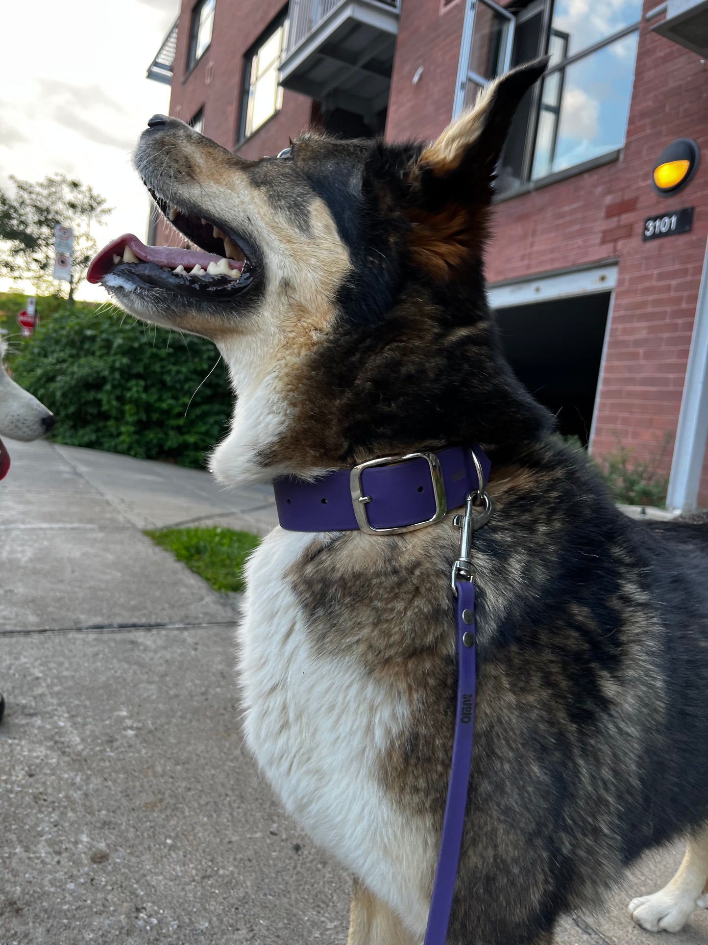 VALAR - ✹Oromë✹ accessoires sur-mesure pour chiens