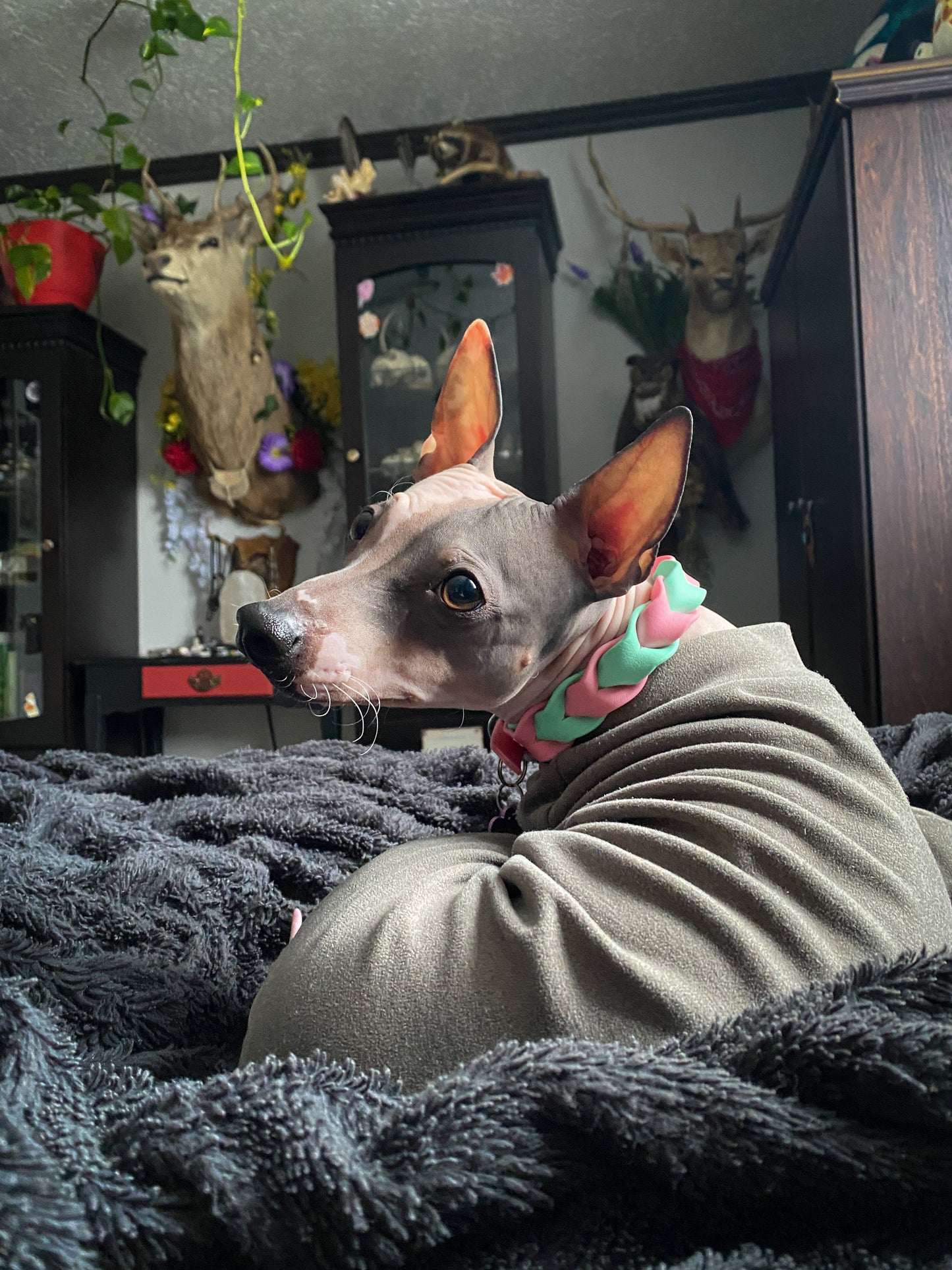 Collier mini ILWERAN (petit chien et chat) - ✹Oromë✹ accessoires sur-mesure pour chiens