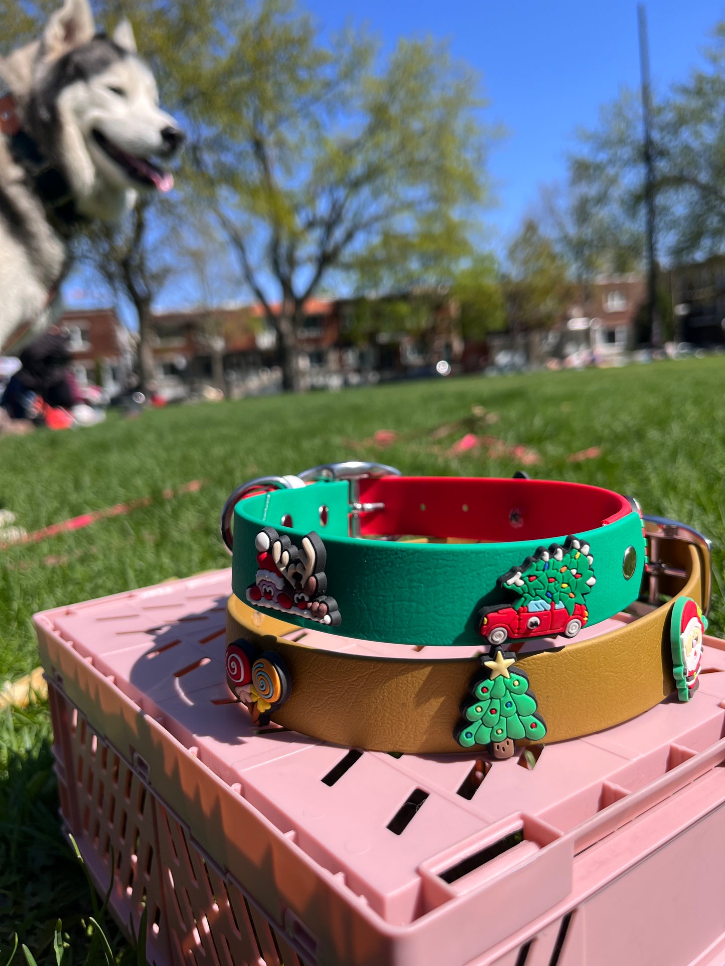 VALAR | 16 à 19" | doré - ✹Oromë✹ accessoires sur-mesure pour chiens