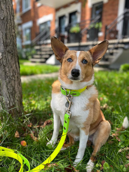 VALAR - ✹Oromë✹ accessoires sur-mesure pour chiens