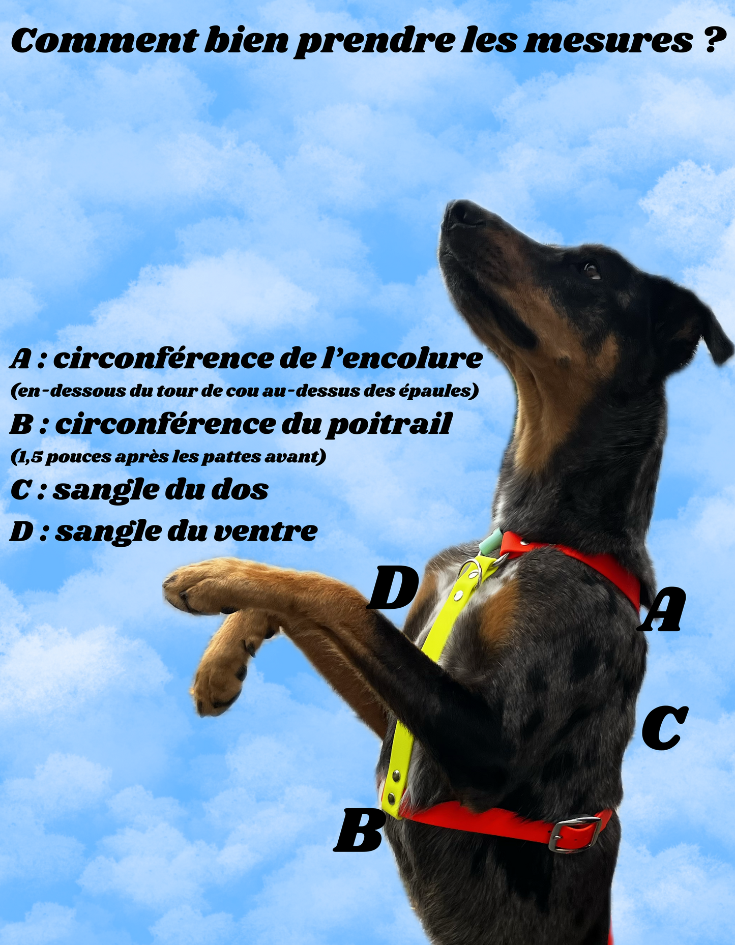 Harnais sur-mesure - ✹Oromë✹ accessoires sur-mesure pour chiens