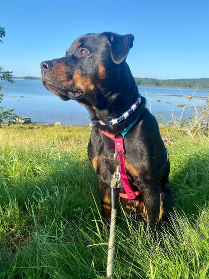 Collier anti-tiques - ✹Oromë✹ accessoires sur-mesure pour chiens