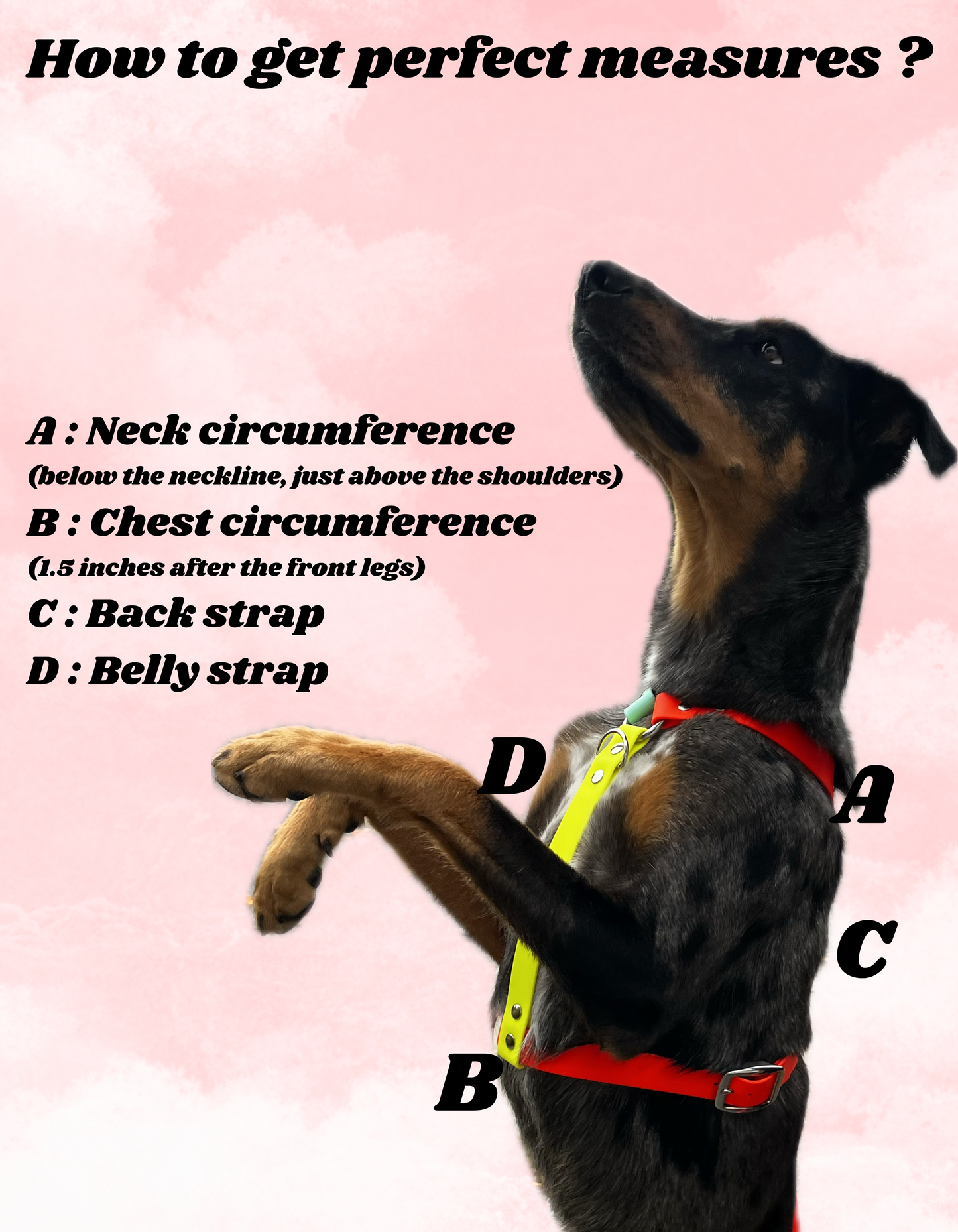 Harnais sur-mesure - ✹Oromë✹ accessoires sur-mesure pour chiens