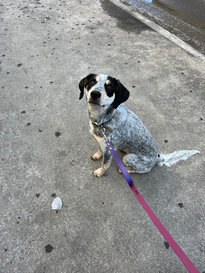 Laisse à personnaliser - ✹Oromë✹ accessoires sur-mesure pour chiens