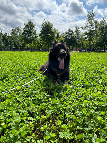 Longe à personnaliser - ✹Oromë✹ accessoires sur-mesure pour chiens