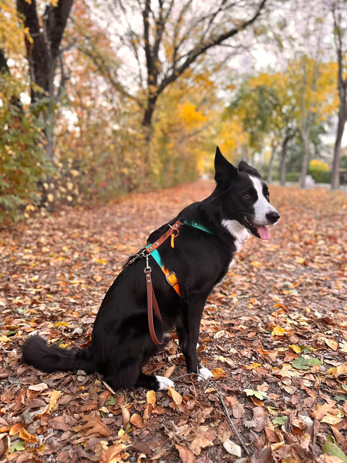 Made-to-measure harness