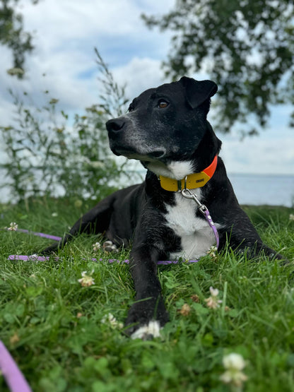 Collier VALAR - ✹Oromë✹ accessoires sur-mesure pour chiens