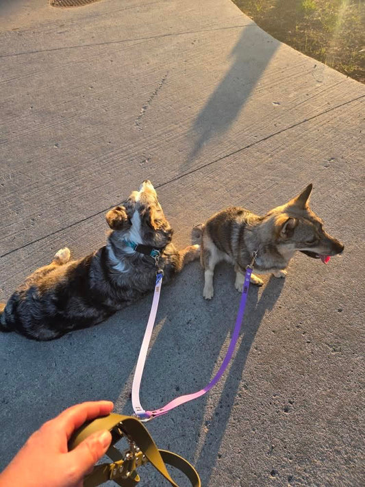 Leash coupler