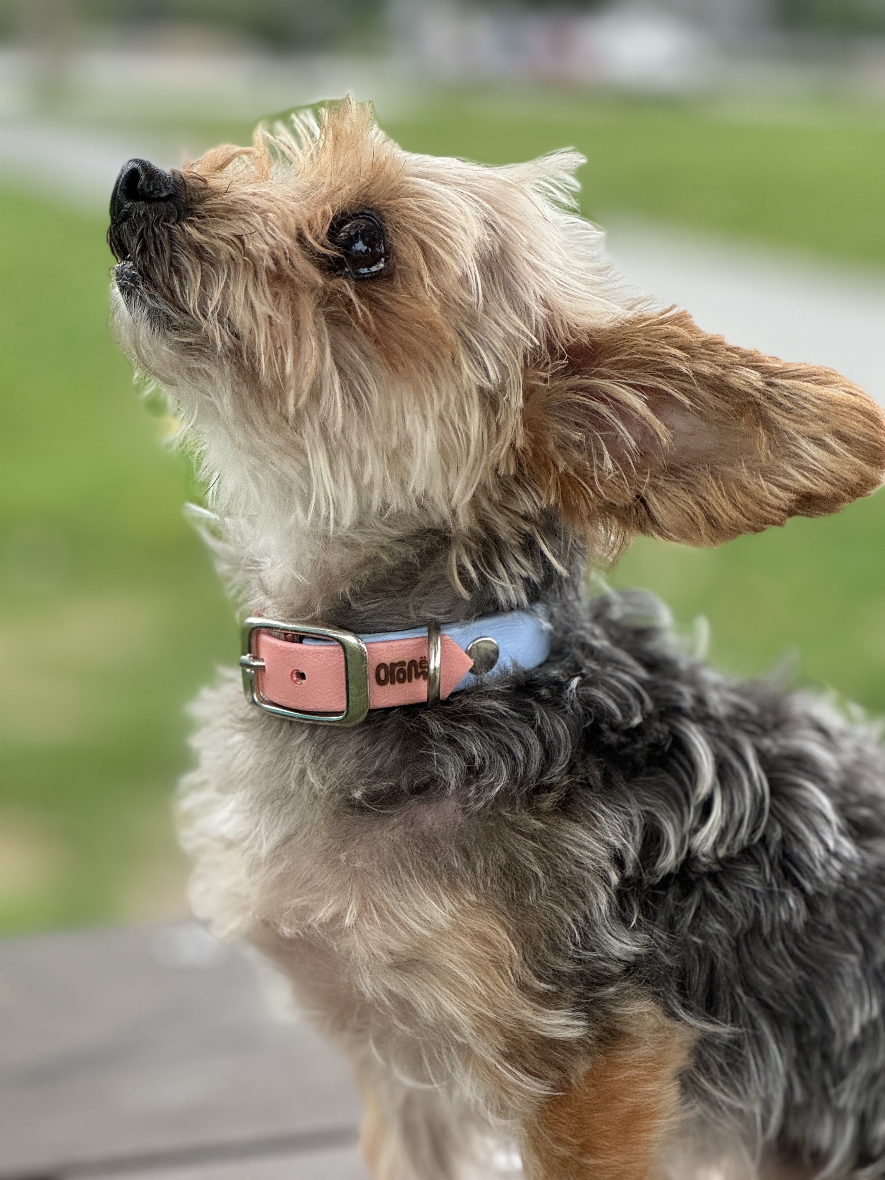 Mini VALAR - ✹Oromë✹ accessoires sur-mesure pour chiens