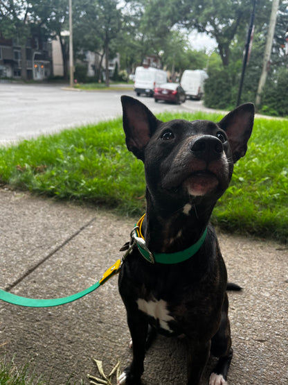 VALAR - ✹Oromë✹ accessoires sur-mesure pour chiens