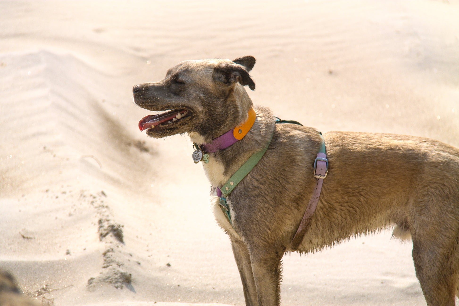 Harnais sur-mesure - ✹Oromë✹ accessoires sur-mesure pour chiens