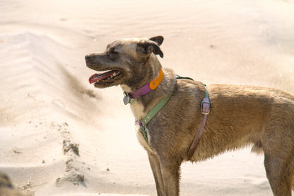 Harnais sur-mesure - ✹Oromë✹ accessoires sur-mesure pour chiens