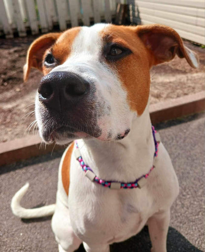 Collier anti-tiques - ✹Oromë✹ accessoires sur-mesure pour chiens