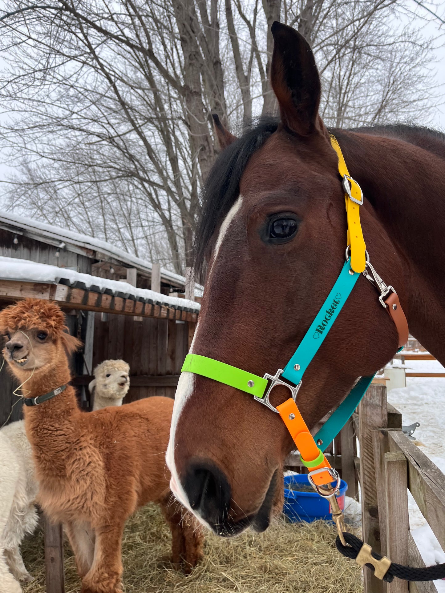 Horse halter 🐎