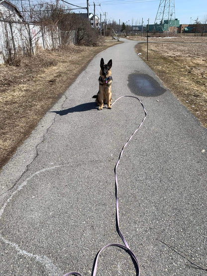 Longe à personnaliser - ✹Oromë✹ accessoires sur-mesure pour chiens