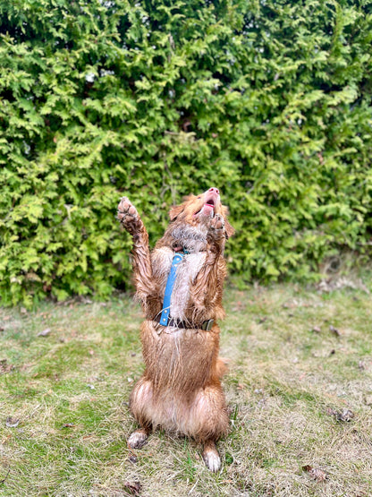 Harnais sur-mesure - ✹Oromë✹ accessoires sur-mesure pour chiens