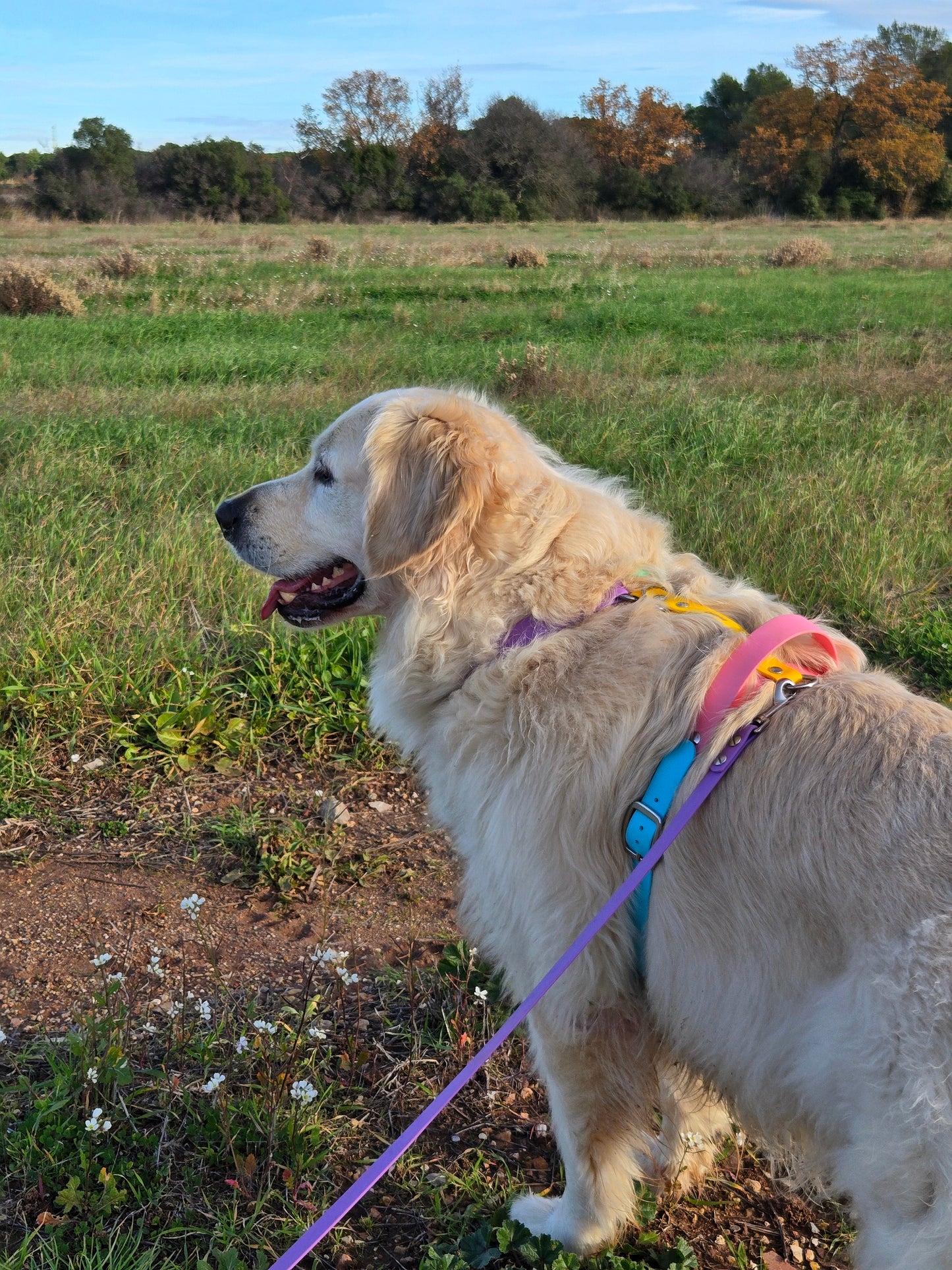 Made-to-measure harness