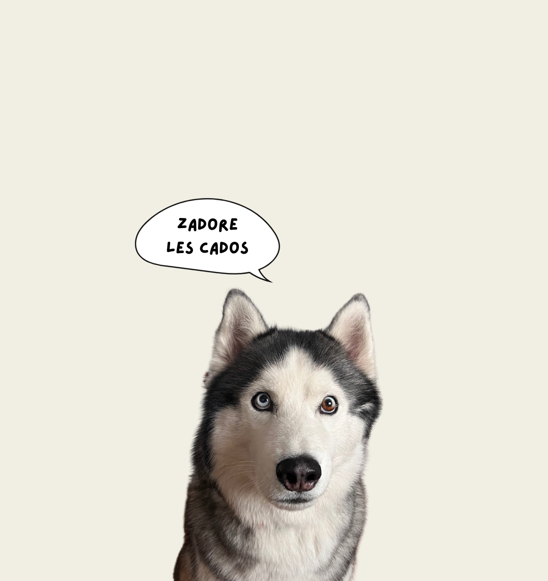 Certificat cadeau - ✹Oromë✹ accessoires sur-mesure pour chiens
