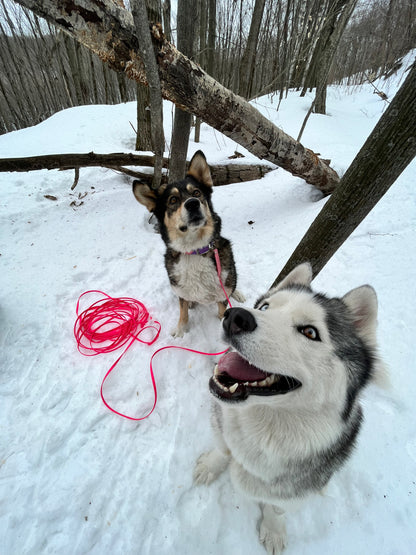 Longe à personnaliser - ✹Oromë✹ accessoires sur-mesure pour chiens